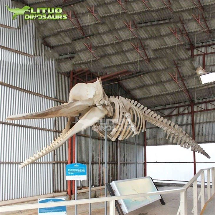 2Animal Whale Skeleton(001)